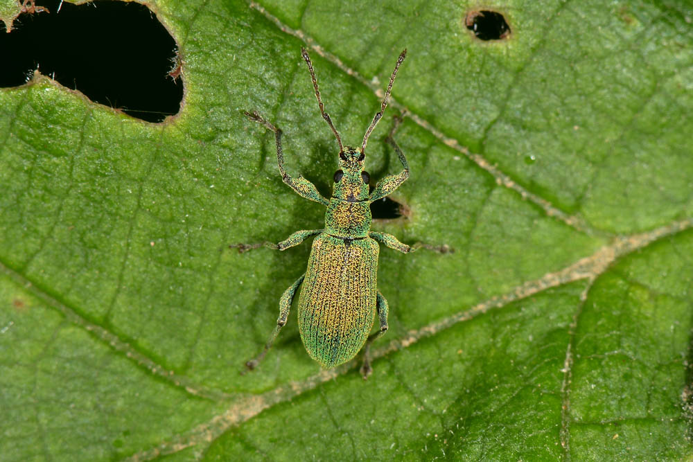 Curculionidae: Phyllobius arborator?  No, Phyllobius (Pterygorrhynchus) romanus